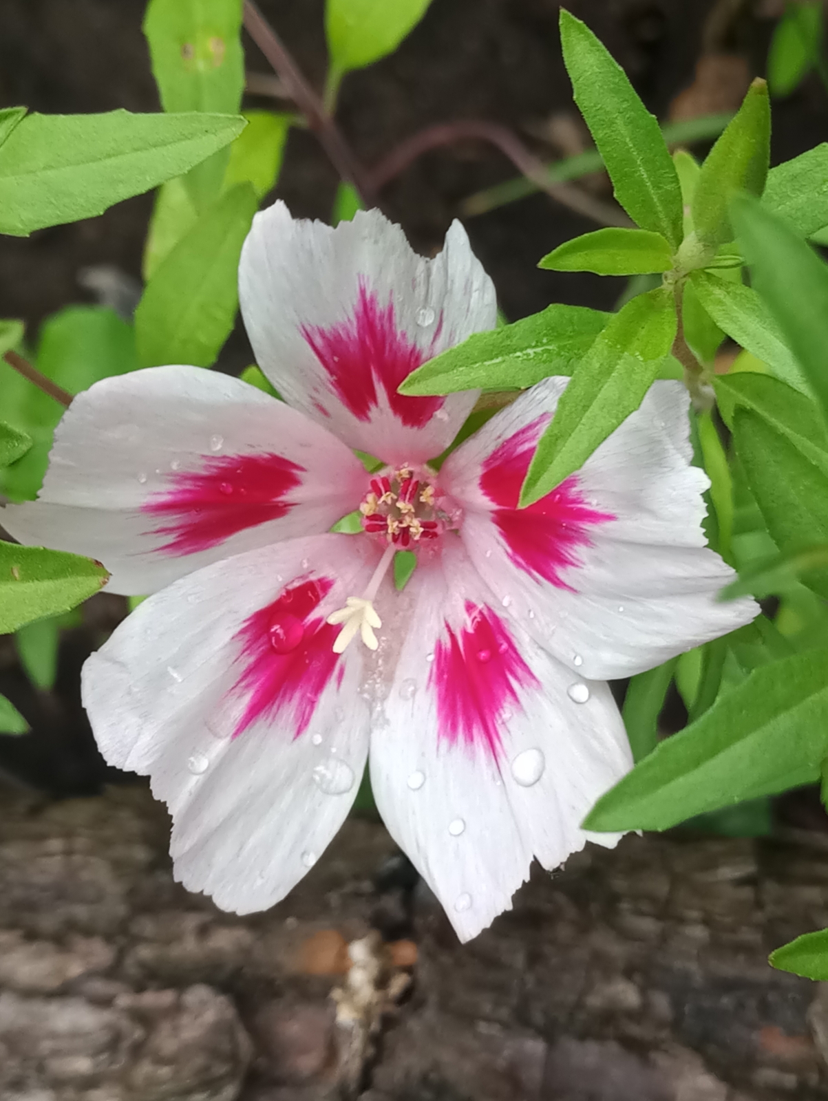 2,000 CLARKIA AMOENA Seeds (White Farewell to Spring) | NON-GMO | Free shipping