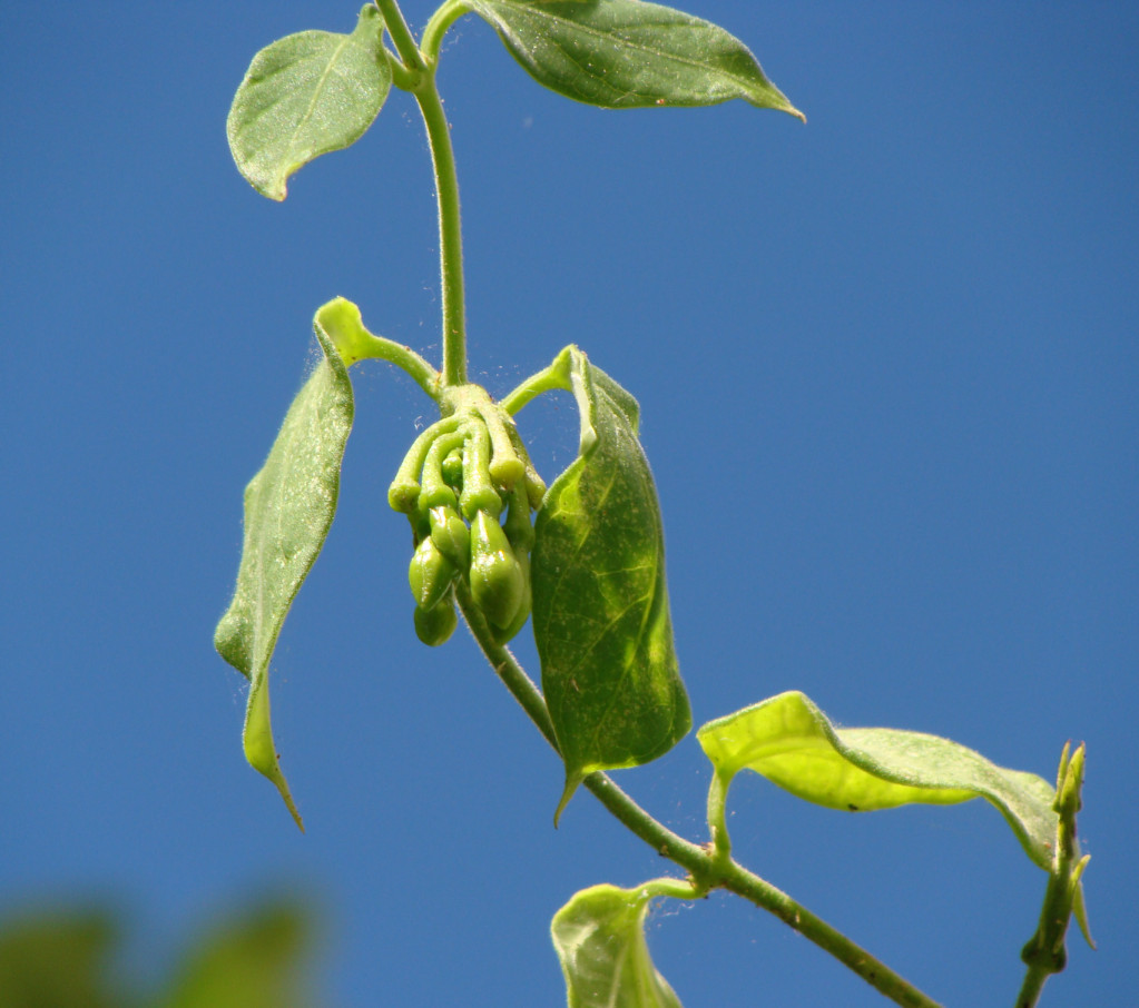 10 Fernaldia Pandurata Loroco Seeds& 30 Chipilin Seeds Crotalaria Longirostrata