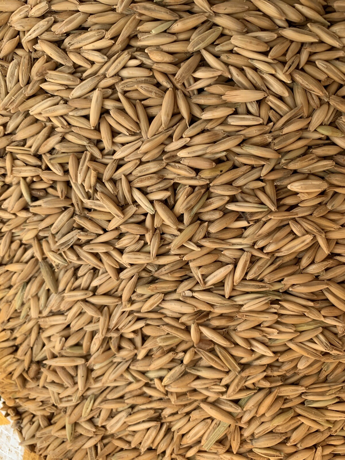 WHOLE OATS, CAT GRASS, FOOD STORAGE, ANIMAL FEED, SPROUTING 5 Lb Bag.