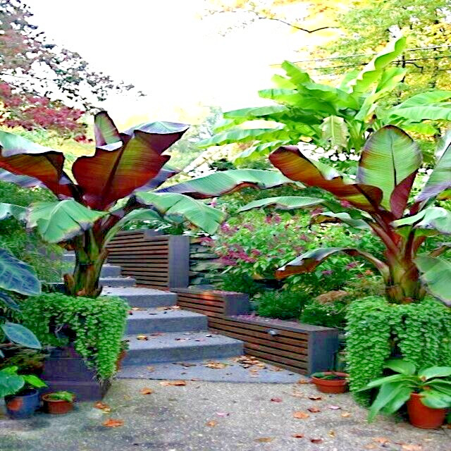 5 Red Abyssinian (Musa Ensete ventricosum) False Banana Plant Tree Seeds RARE