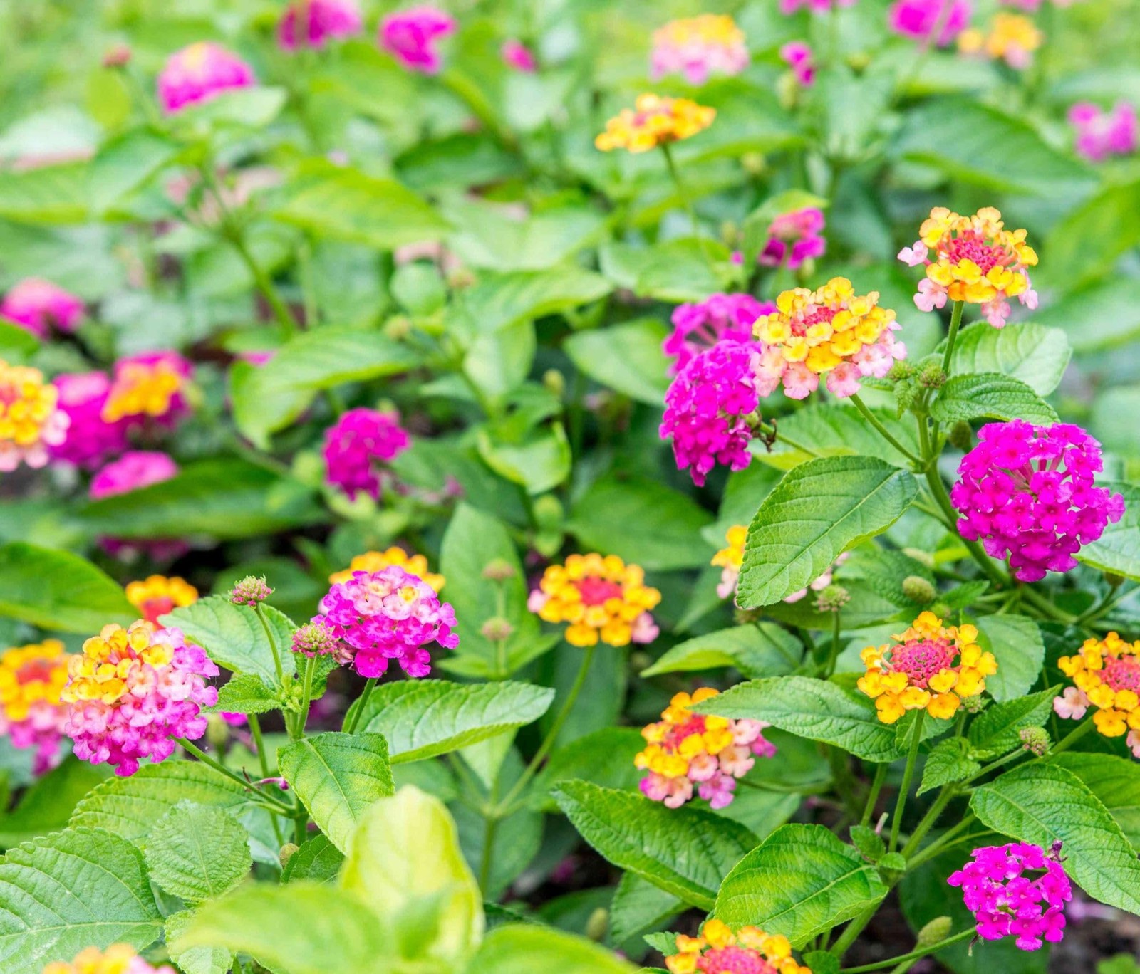 50 pcs Lantana Flower Seeds – Colorful Seeds | Drought-Tolerant, Long-Bloomin…