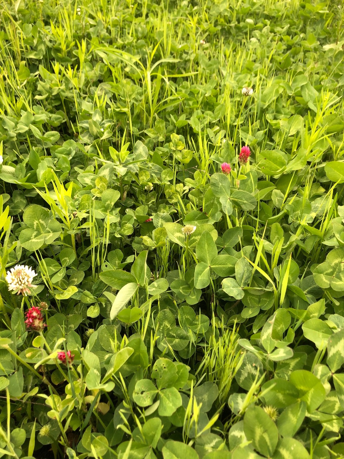 Best Garden Cover Crop Mix for Soil Health Nitrogen fixing Root Detox 1#
