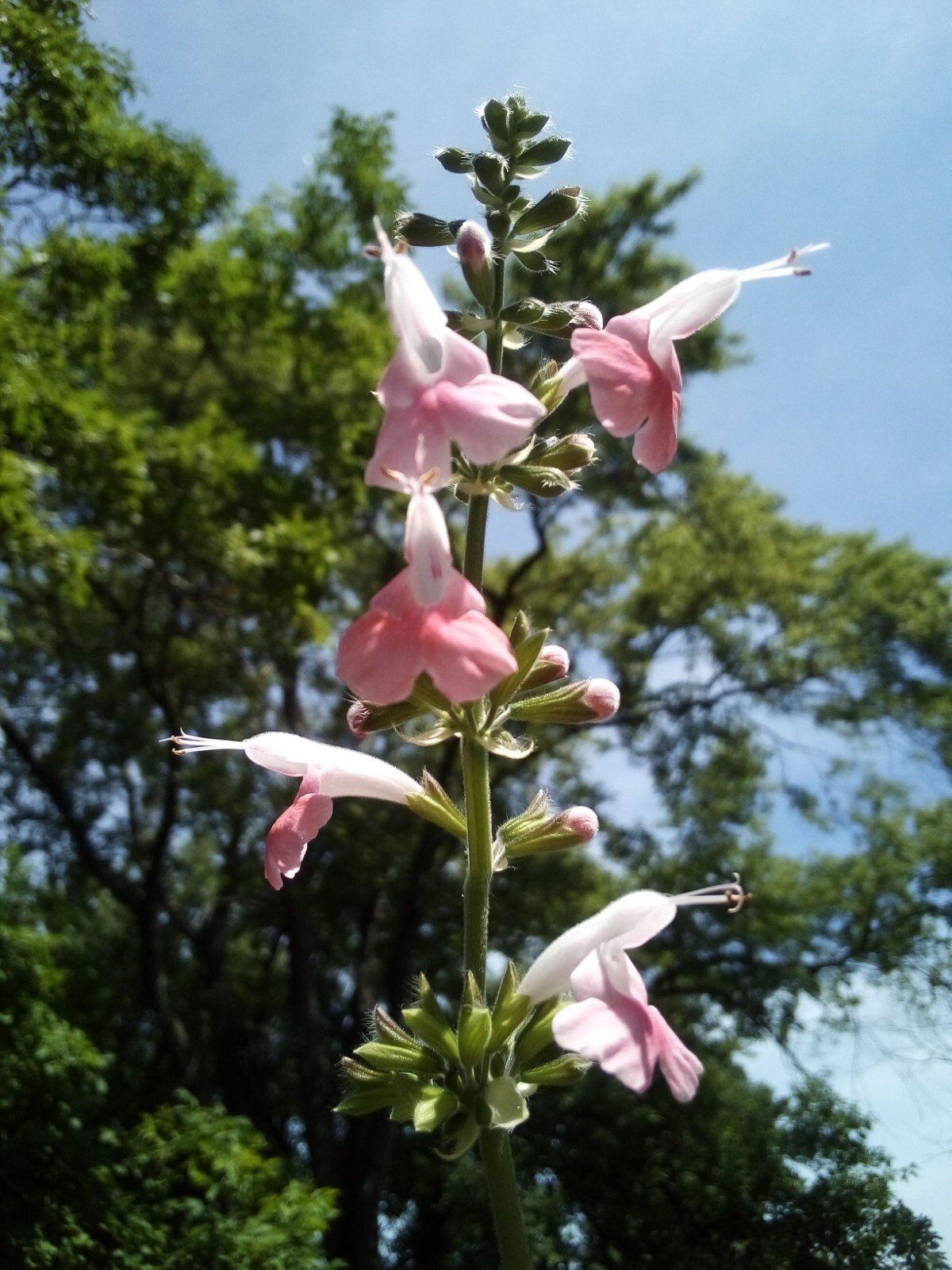20 SEEDS CORAL NYMPH SALVIA