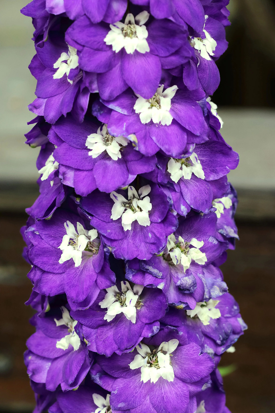 100 ROCKET LARKSPUR DELPHINIUM Consolida Giant Imperial Mixed Color Flower Seeds