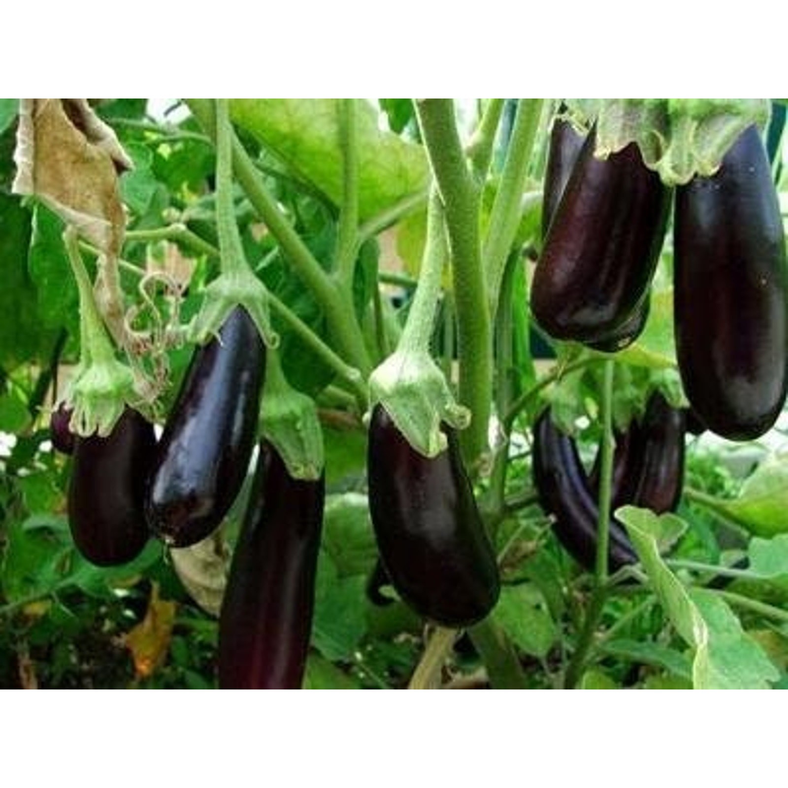 Chinese Eggplant Seeds | Purple Shine Ca Tim Asian Aubergine Ping Tung Japanese