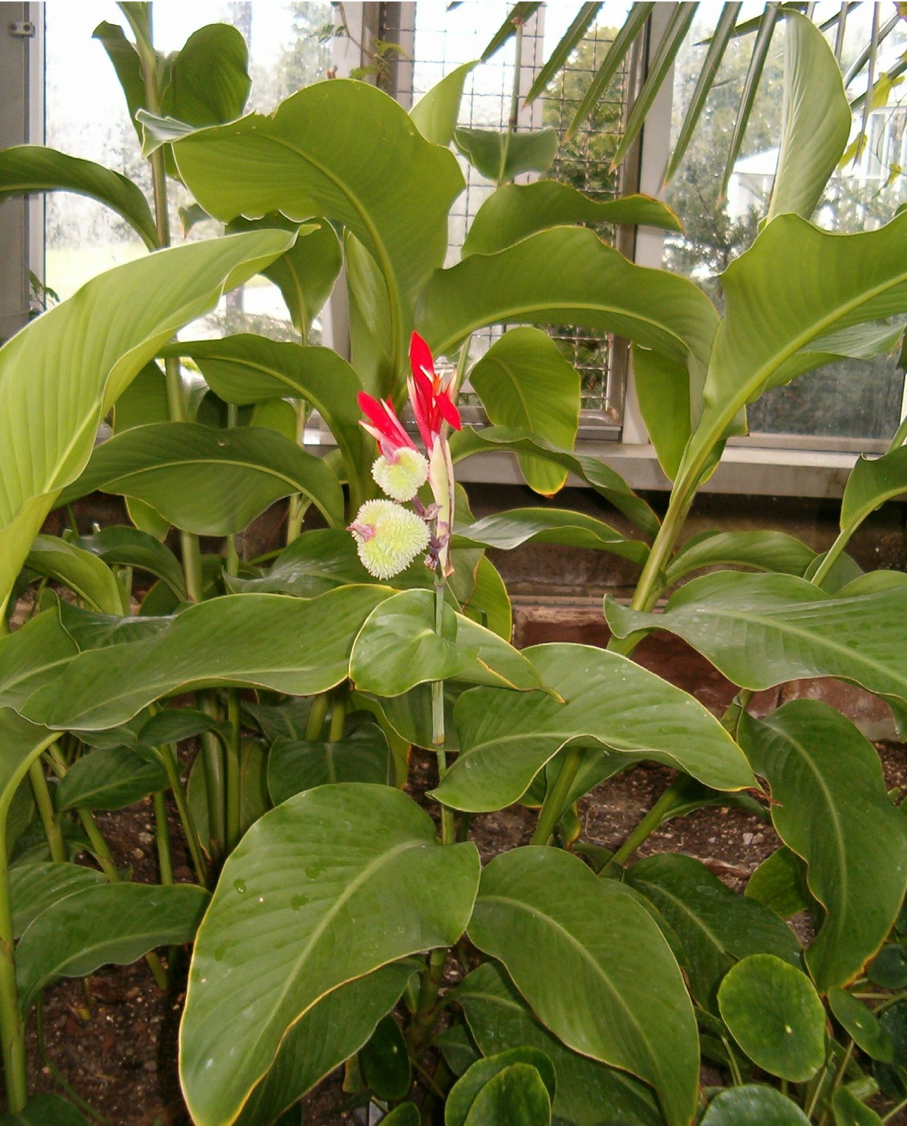 Canna indica var warszewiczii UNUSUAL CANNA SPECIES – Seeds!