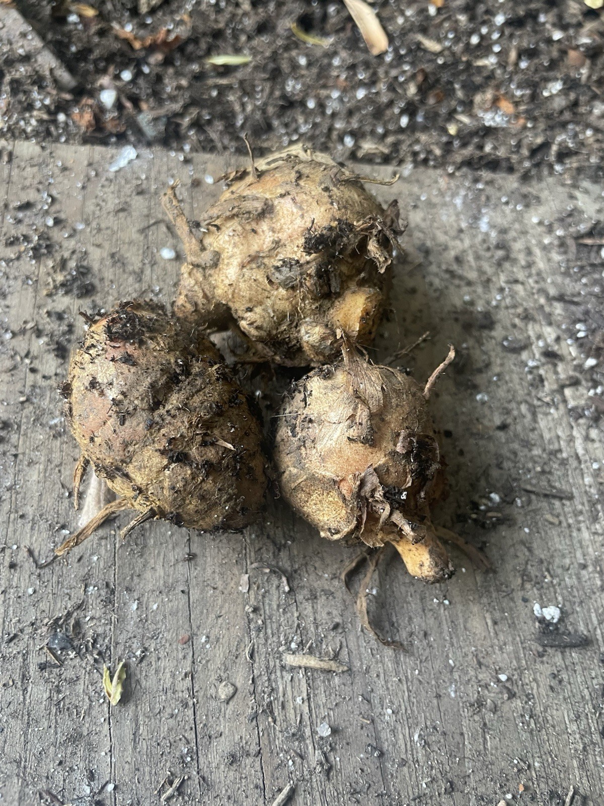 3 Yellow Turmeric Bulbs For Cooking And Planting