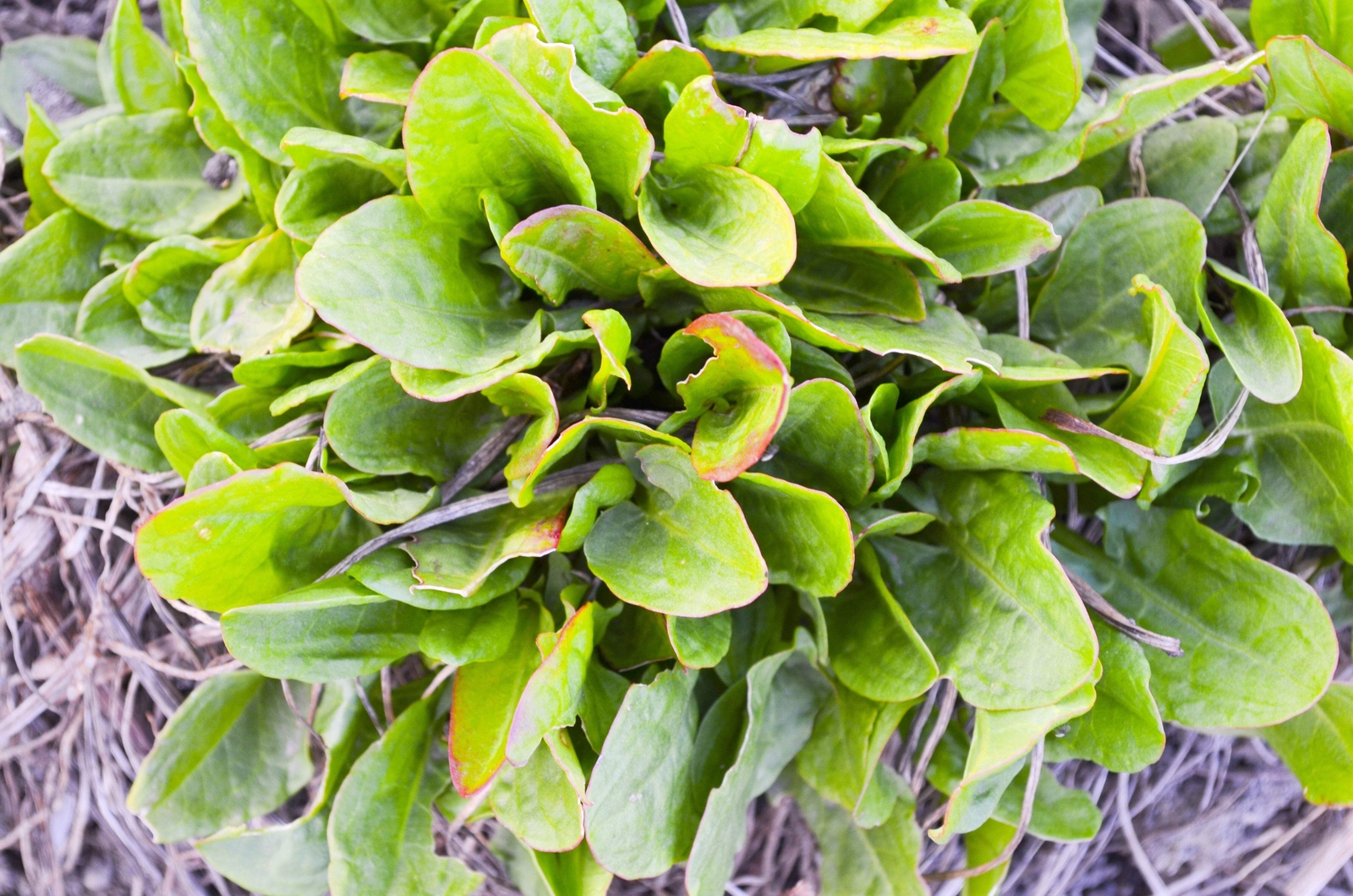 200 LARGE LEAF SORREL (Garden Sorrel Spinach Dock Redshank) Rumex Acetosa Seeds