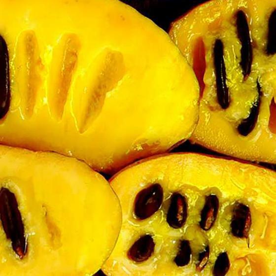 Premium Pawpaw. 10 Seeds. Best Genetics. Asimina triloba. Free Shipping.