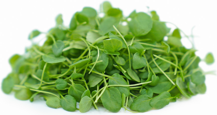 Cress Seeds Upland HEIRLOOM 300+ seeds 100% Organic Non GMO Grown In USA