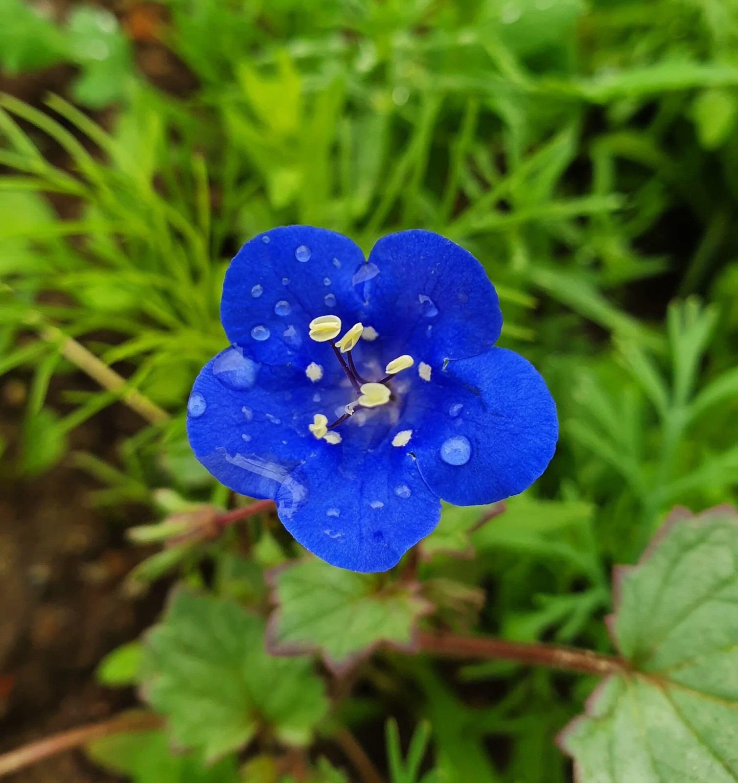 California Bluebell Seeds | Phacelia Blue Canterbury Wild Desert Bells Seed 2025