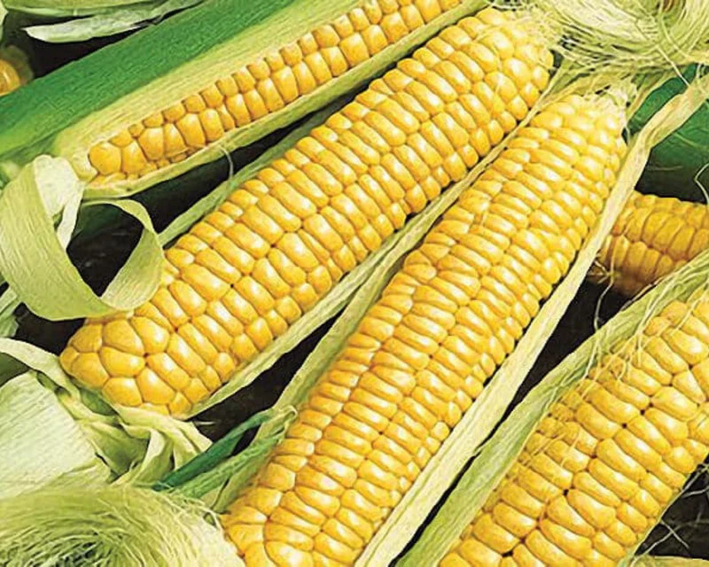 Corn Seeds – Sweet – Golden Bantam 12 – Organic Seeds – Non GMO