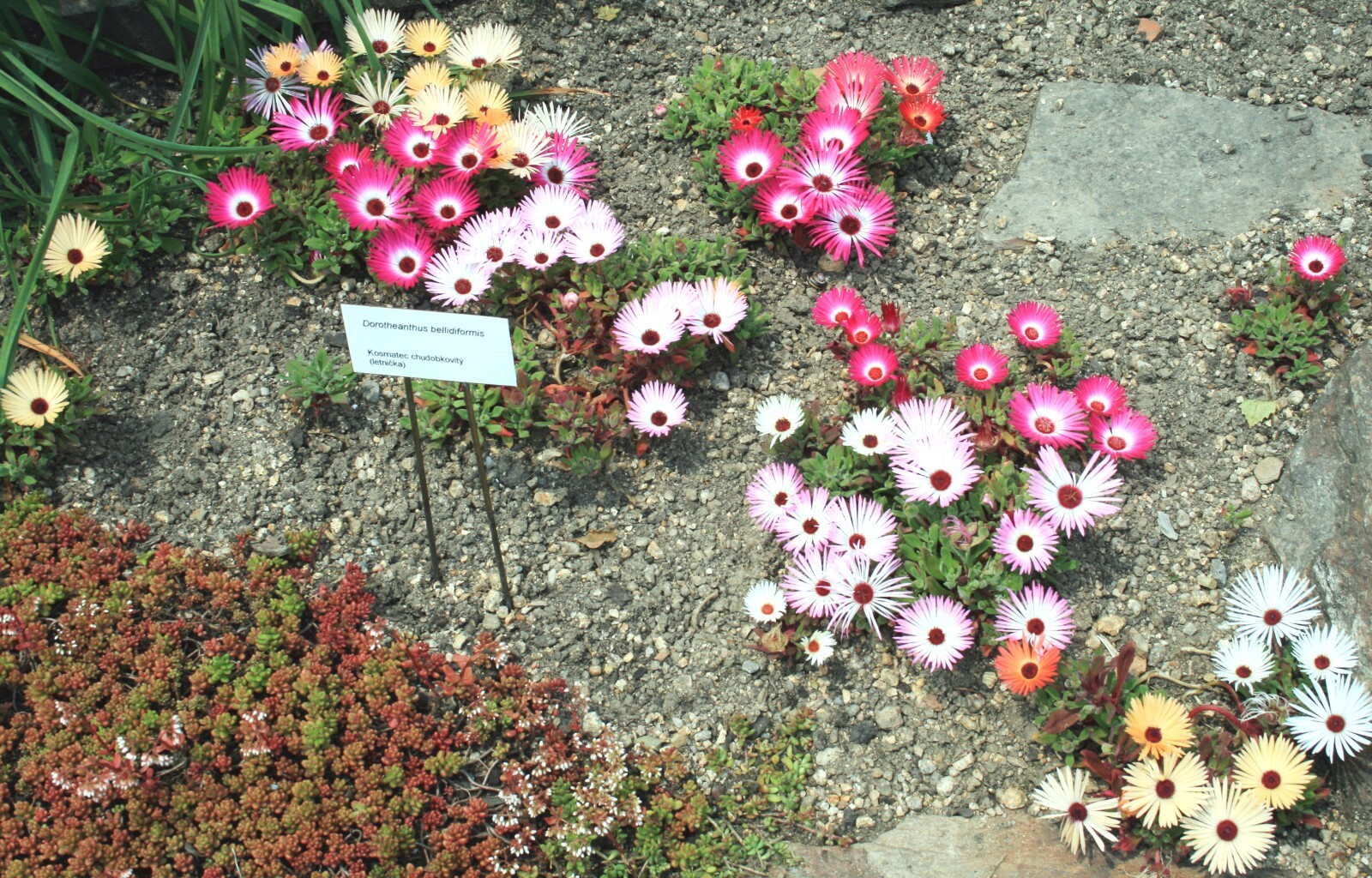 Dorotheanthus bellidiformis 25 Seeds – Livingstone Daisy