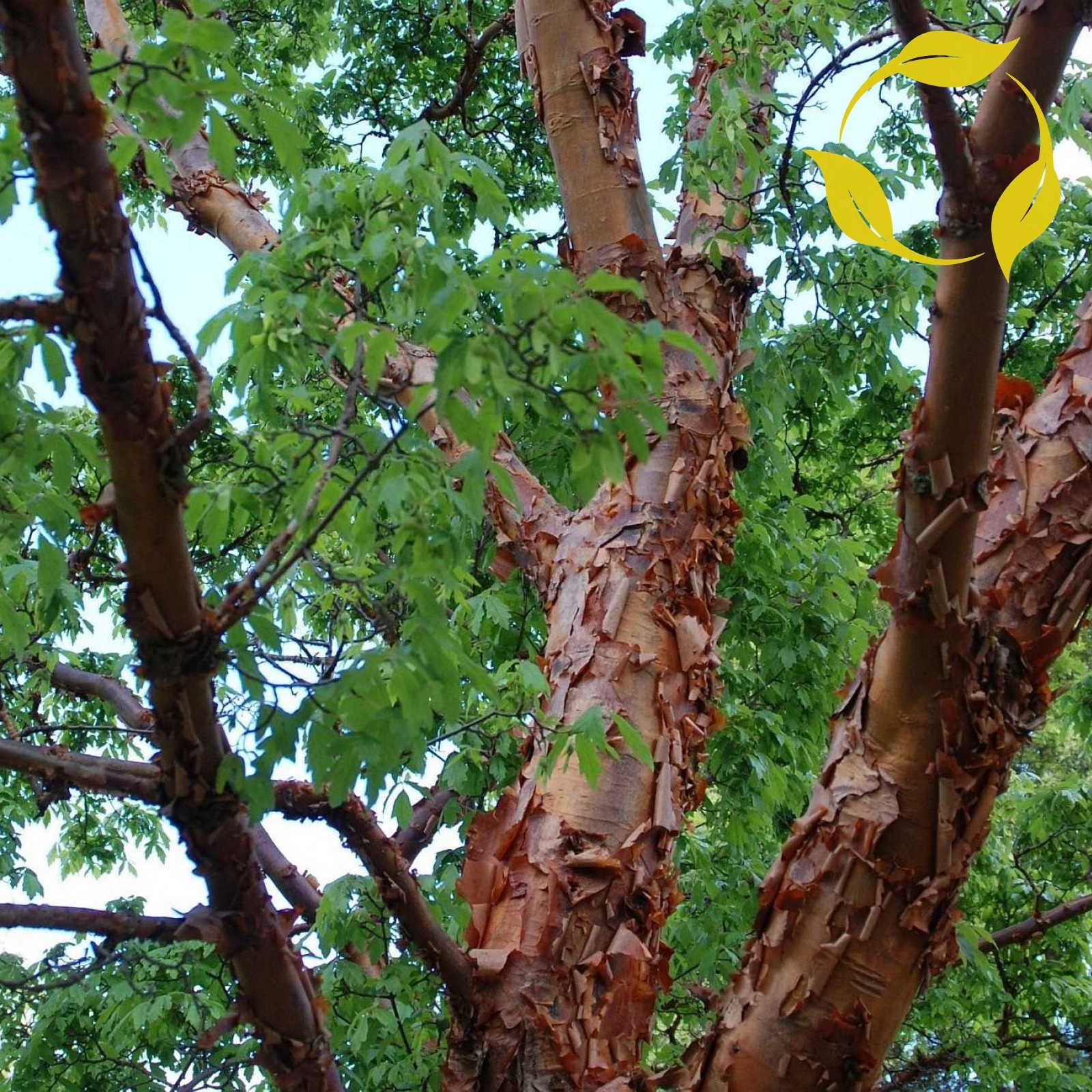 PAPERBARK MAPLE Acer Griseum 5,10 SEEDS