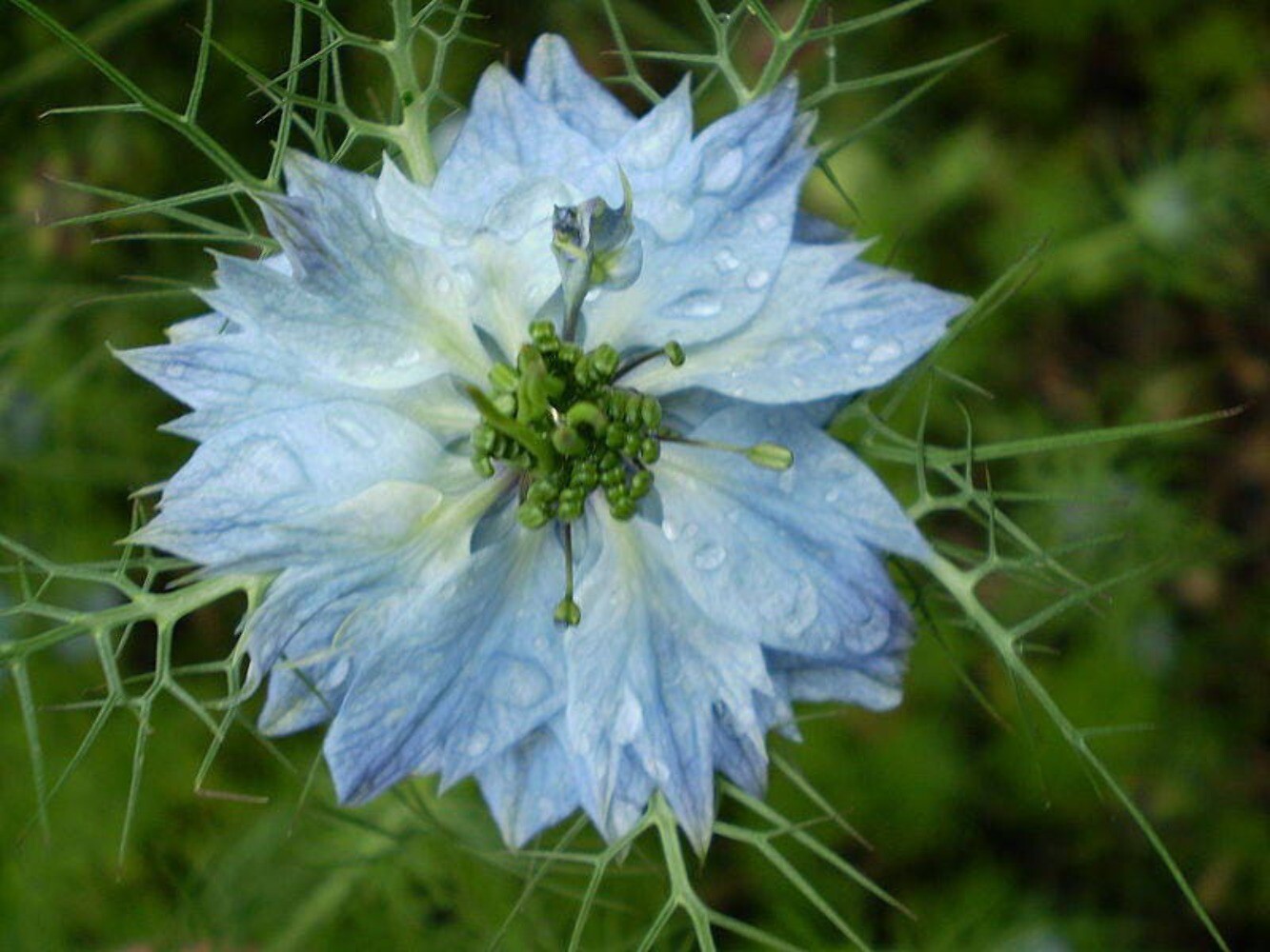 400 Blue & White LOVE IN A MIST Nigella Damascena Fennel Flower Seeds
