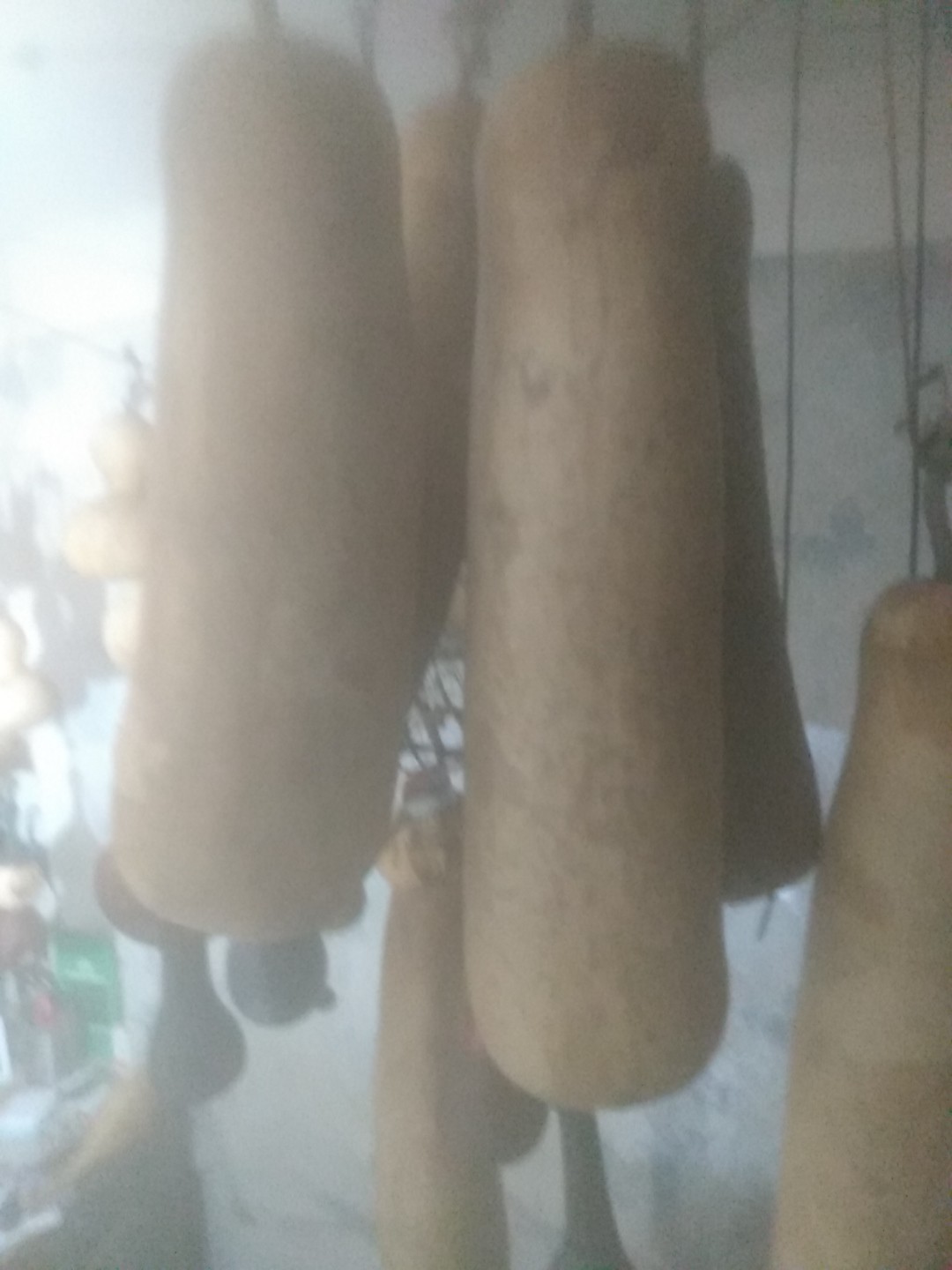 XL Bottle Gourd Nandini F1 Bangladeshi Deshi Lau 19″-23″ Long 5-6″ Wide