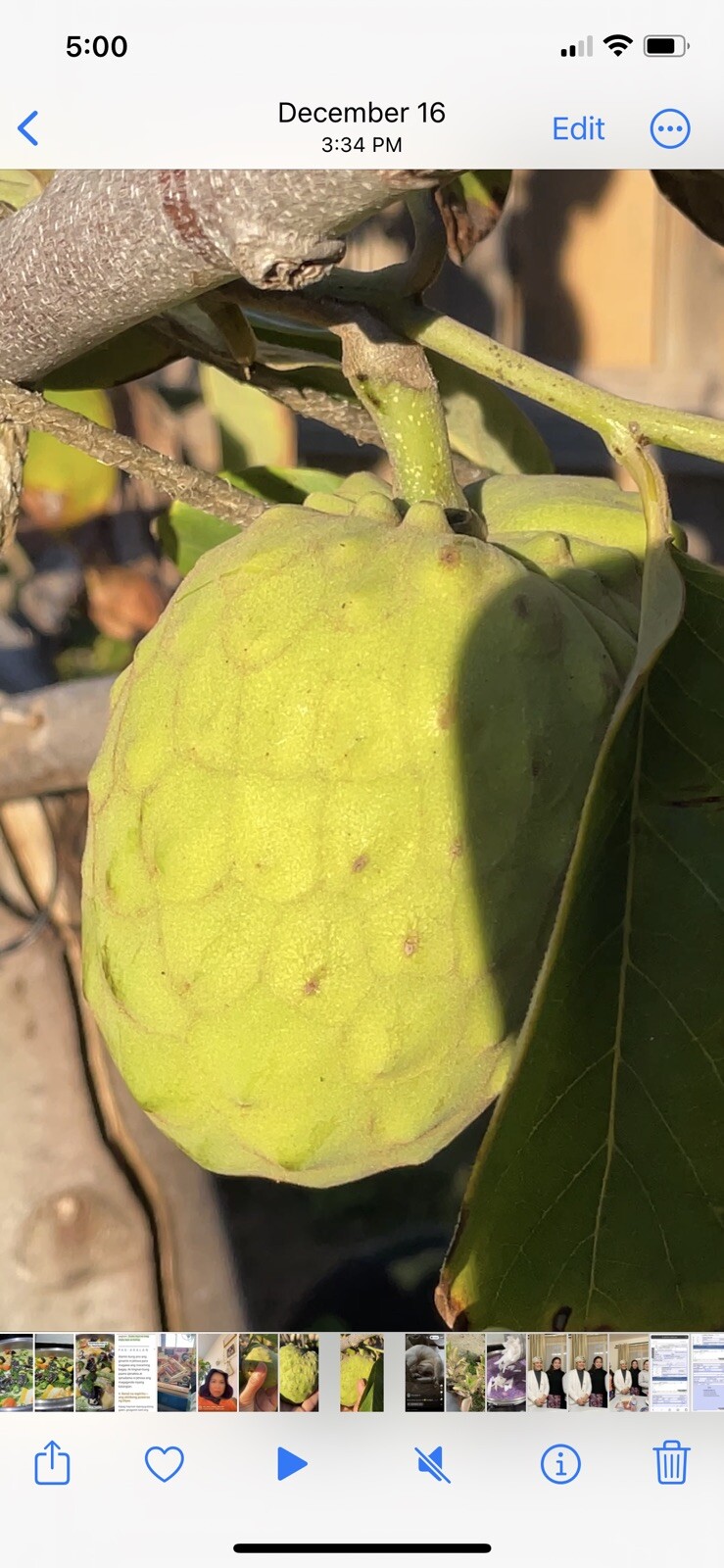 15 Honey Heart Cherimoya Seeds (organic) Custard Apple Fresh USA Seeds.