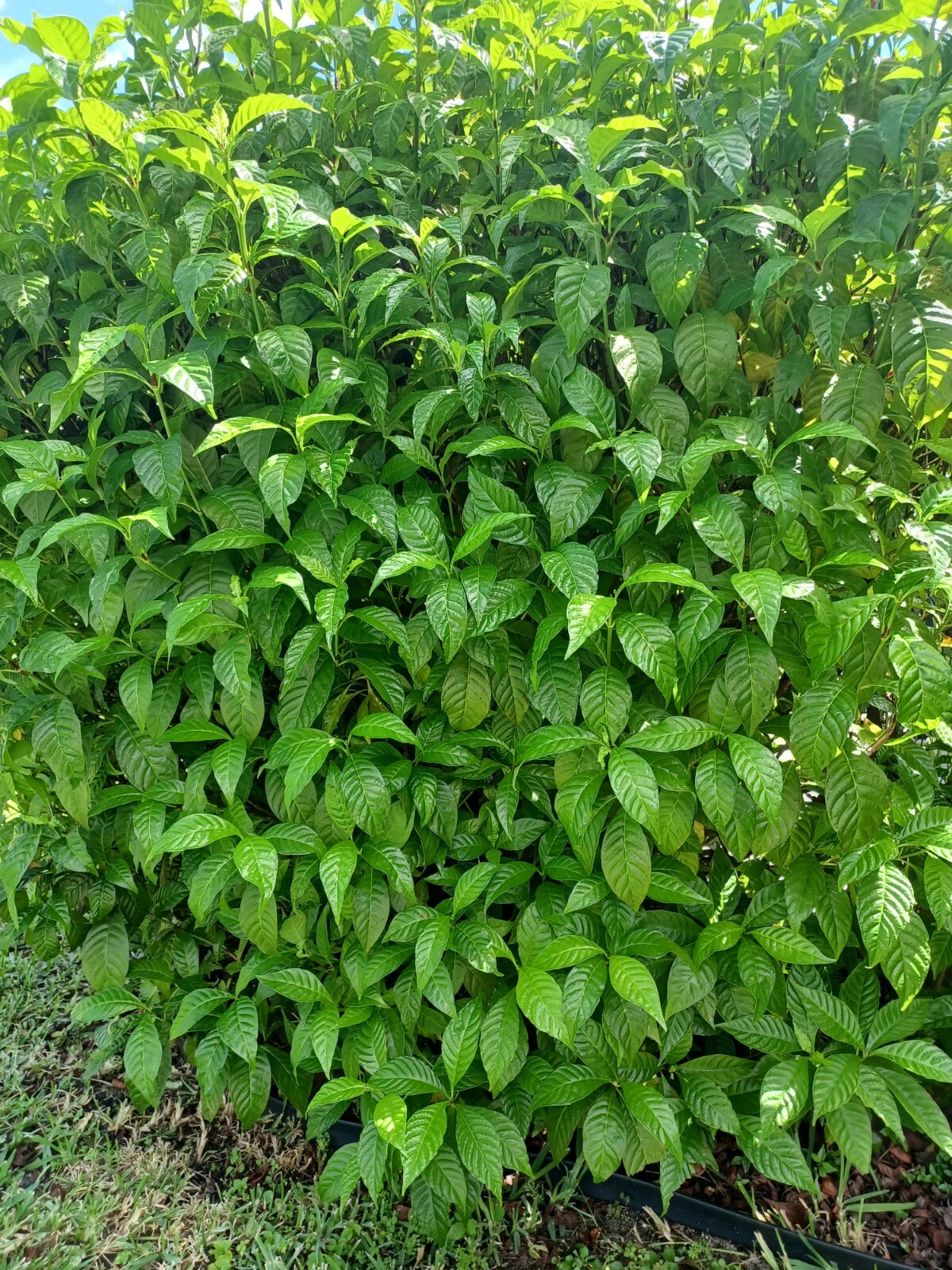 25 Wild Coffee Seeds, Psychotria nerv0sa (Gathered 2024)