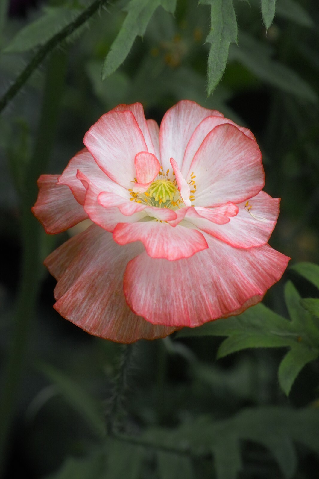 100+ Seeds Shirley Poppy Double Mixed Flower -Seed Pack