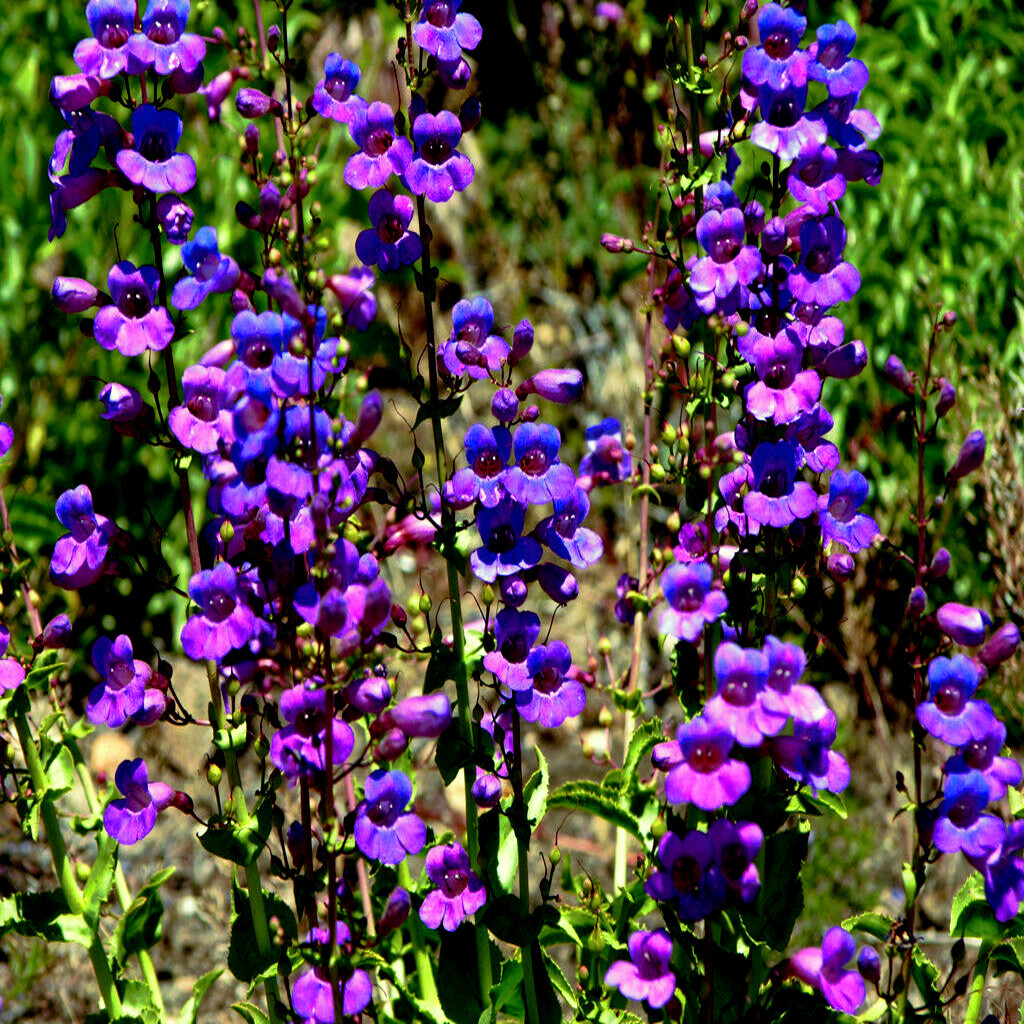 20 BLUE BEARD TONGUE Flower Seeds Penstemon spectabilis Butterflies Hummingbirds