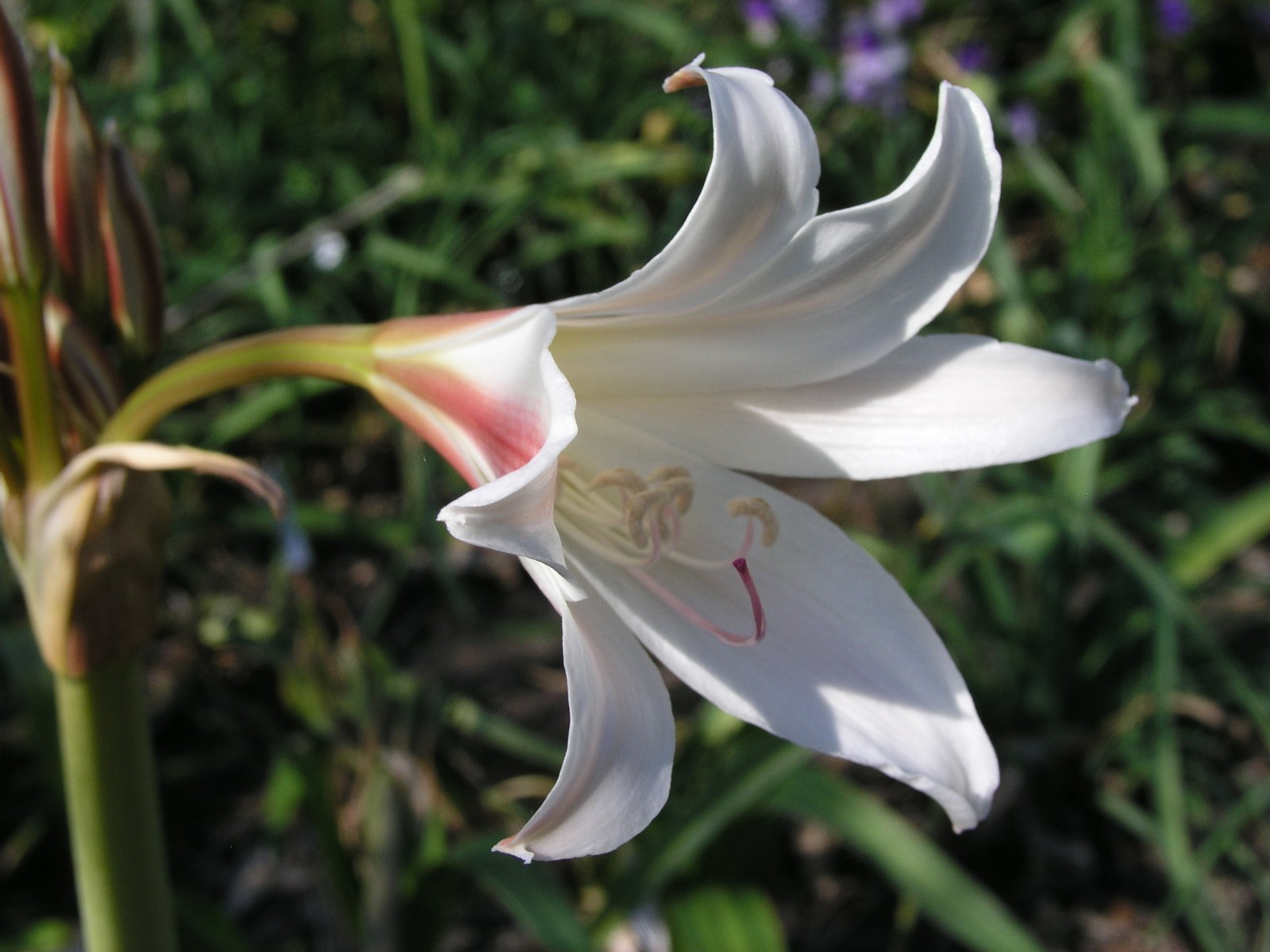 Crinum Lily, Bulbispermum ‘Chessgame’, medium-size bulb NEW