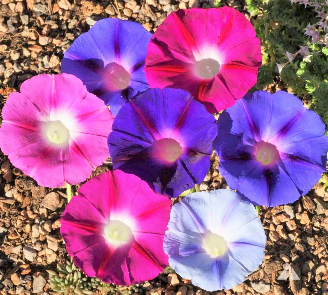Morning Glory Tall Mix Seeds | Ipomoea Purpurea Multi Color Flower Seed 2025