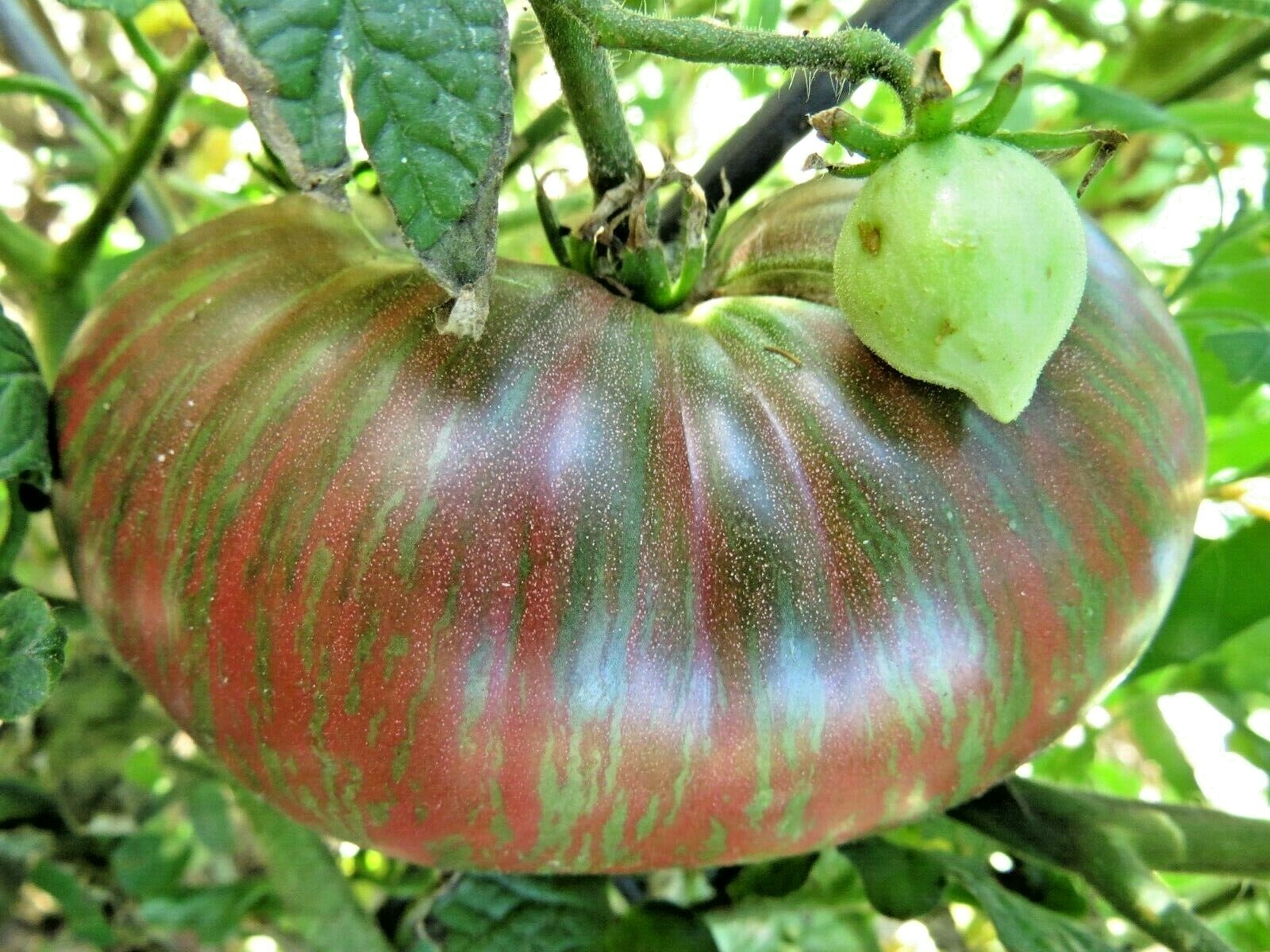 Fred’s Tie Dye – gorgeous markings and rich flavor