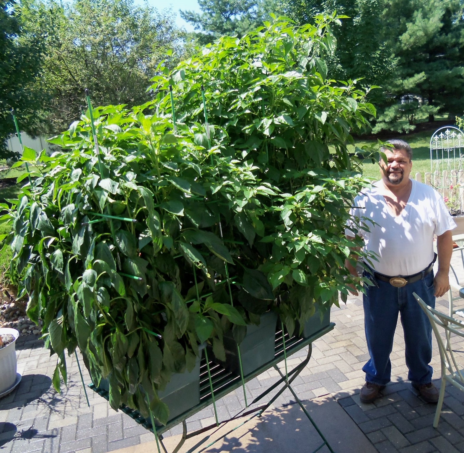 Anaheim chili hot pepper seeds non-gmo heirloom open pollinated awesome flavor!