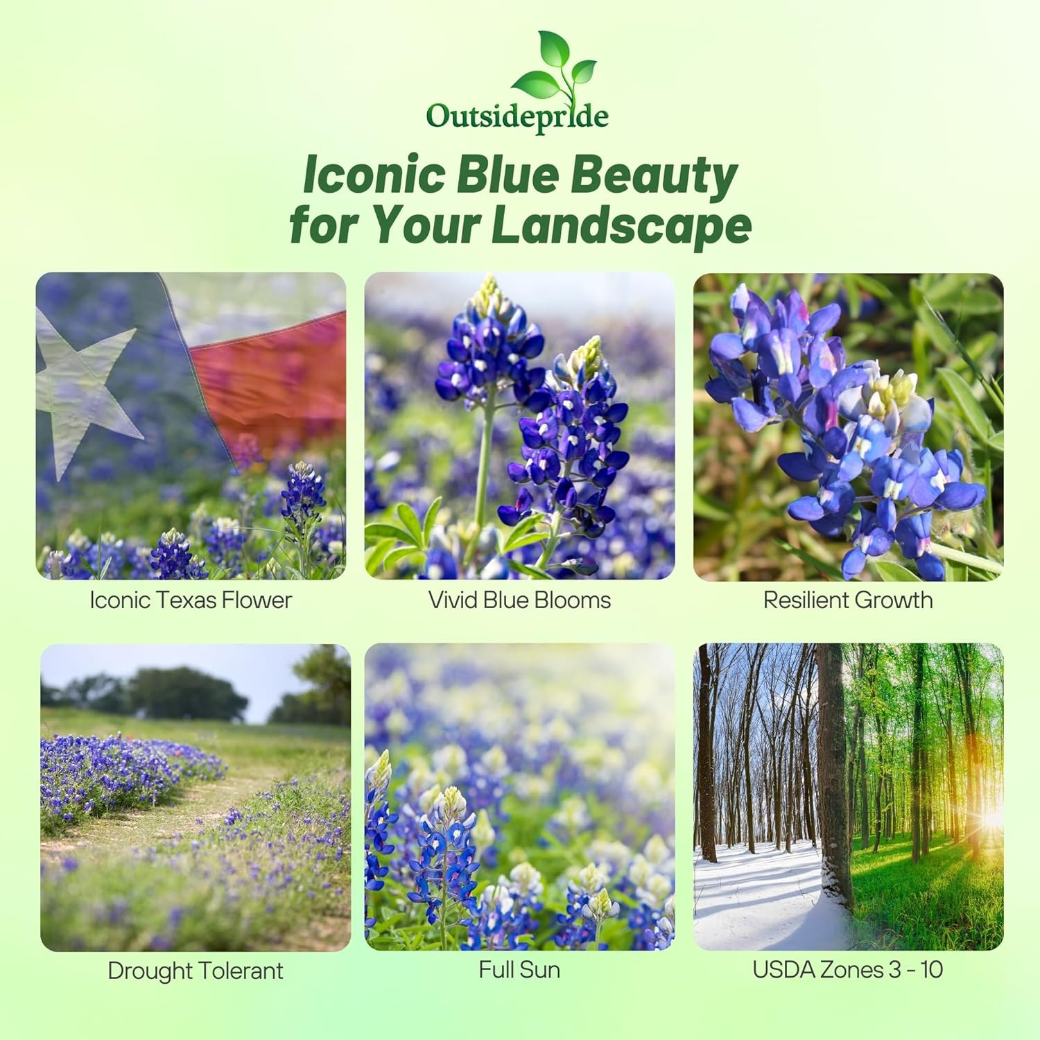 Outsidepride Texas Bluebonnet Seeds – 500 Pcs Annual Lupinus Texensis, Heirloom