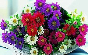 Aster Daylight Mix 1,000 seeds