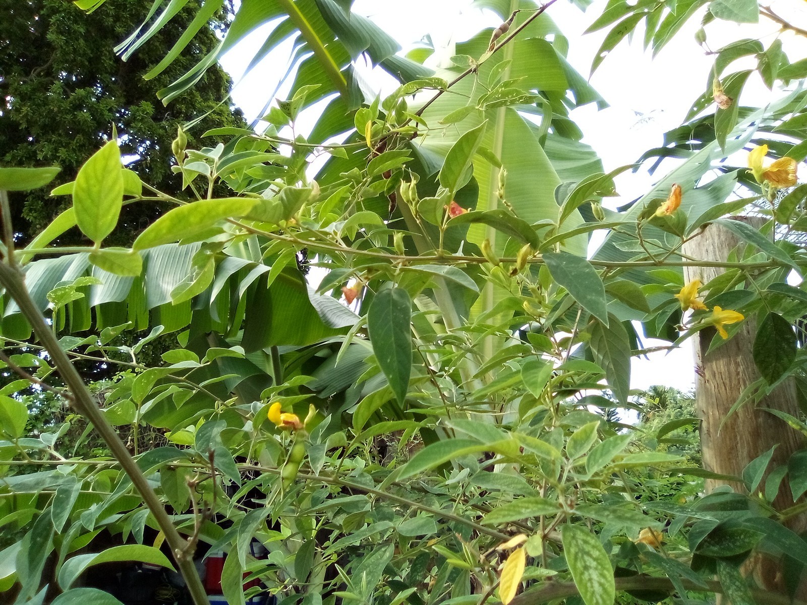 Organic Pigeon Peas Gandules 50 Seeds (Cajanus cajan) Heirloom Non GMO