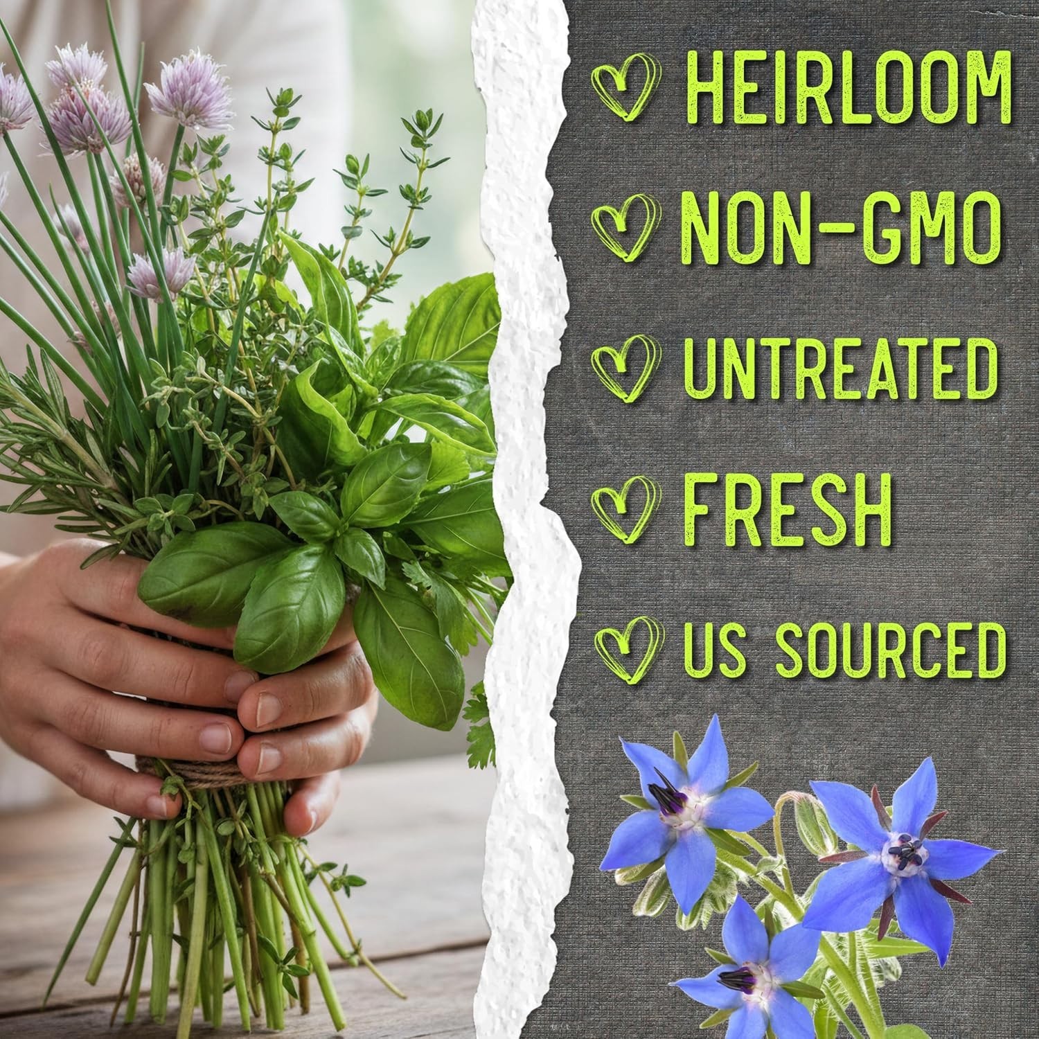 Grow Your Own Herb Garden: 12 Pack Heirloom Herb Seeds for Indoors & Outdoors