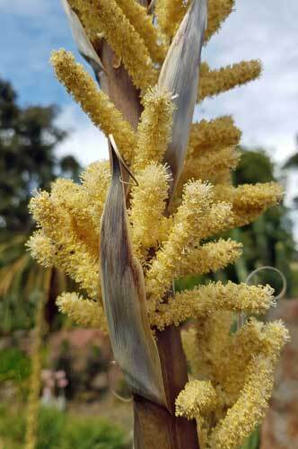 Dasylirion wheeleri | Blue Sotol | Desert Spoon | 10 Seeds