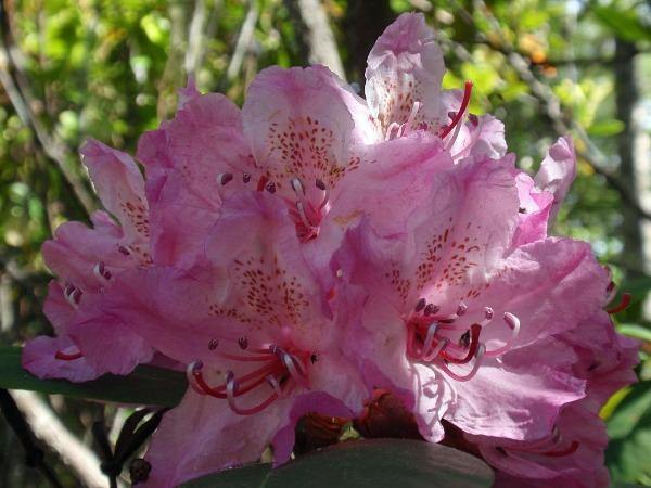 Rhododendron macrophyllum | Coast Rhododendron | California Rose-Bay | 25 Seeds