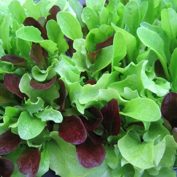 Lettuce Seed: Mesclun Mix Lettuce Seeds Fresh Seed FREE Shipping