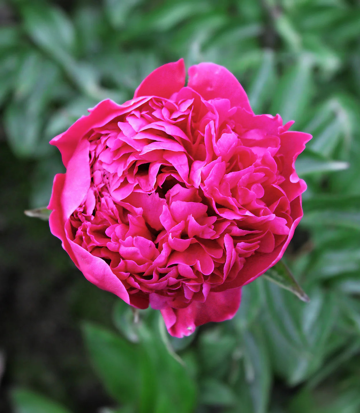 Felix Crousse Peony – 1 root division
