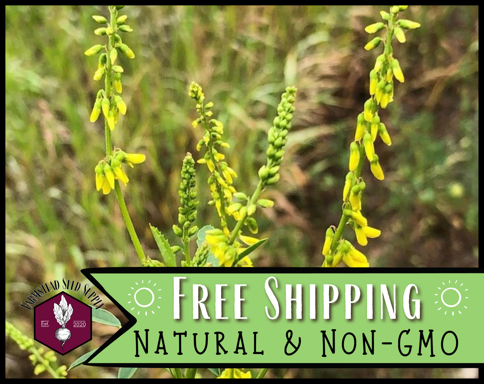 5,100+ Yellow Sweet Blossom Clover Seeds | Flower Gardening Pollinator Seeds