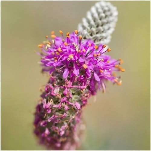 3 – Purple Prairie Clover Seeds For Planting Dalea Purpurea 1,600 Seeds