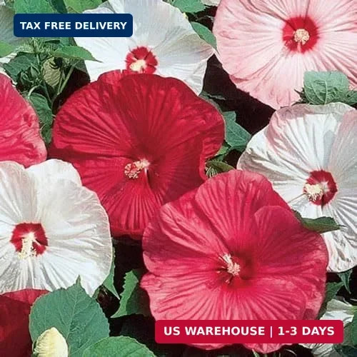 120+ PCS Mixed Giant Hibiscus Seeds for Planting Flowers Perennial Flower Outdoo