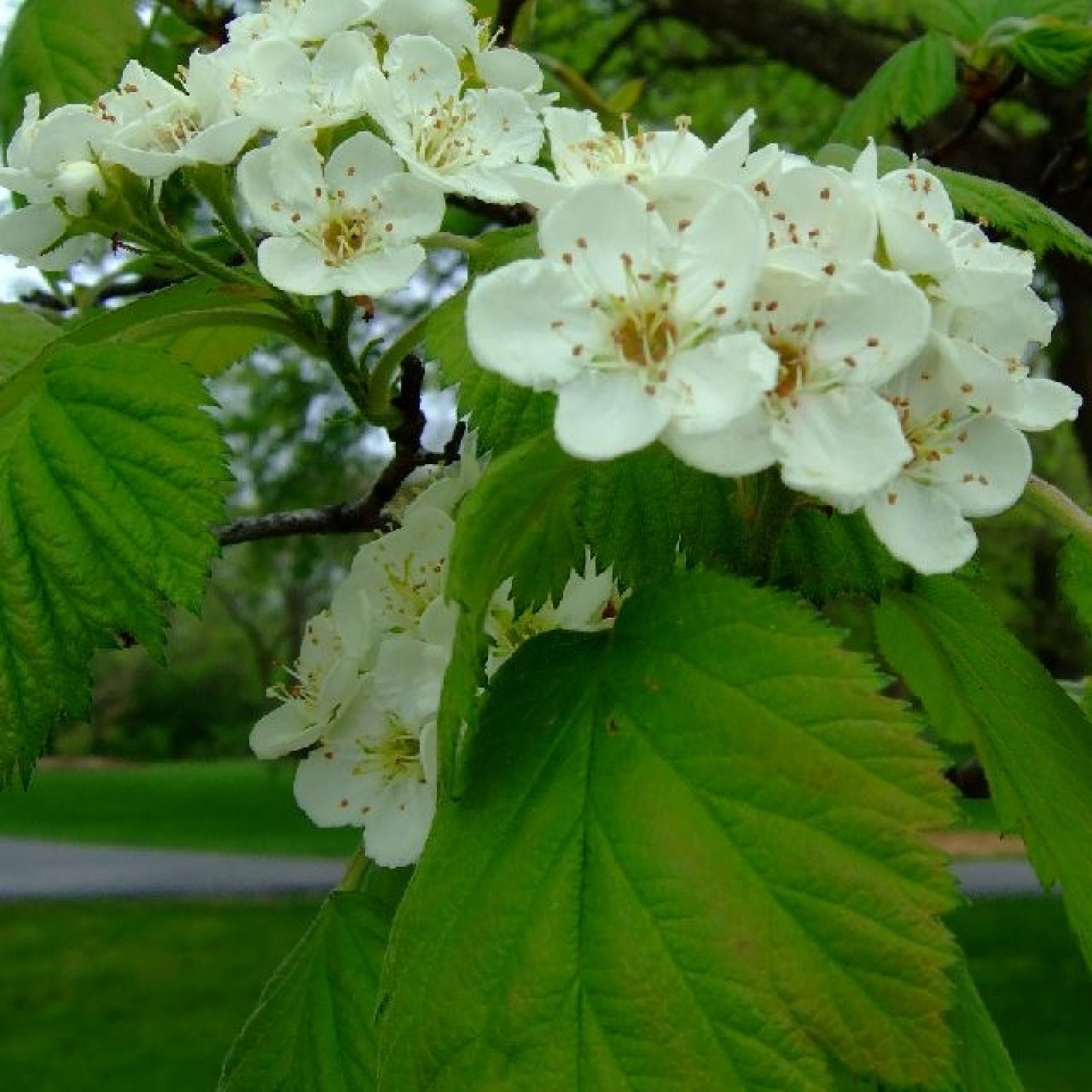 DOWNY HAWTHORN Crataegus Mollis 25 SEEDS