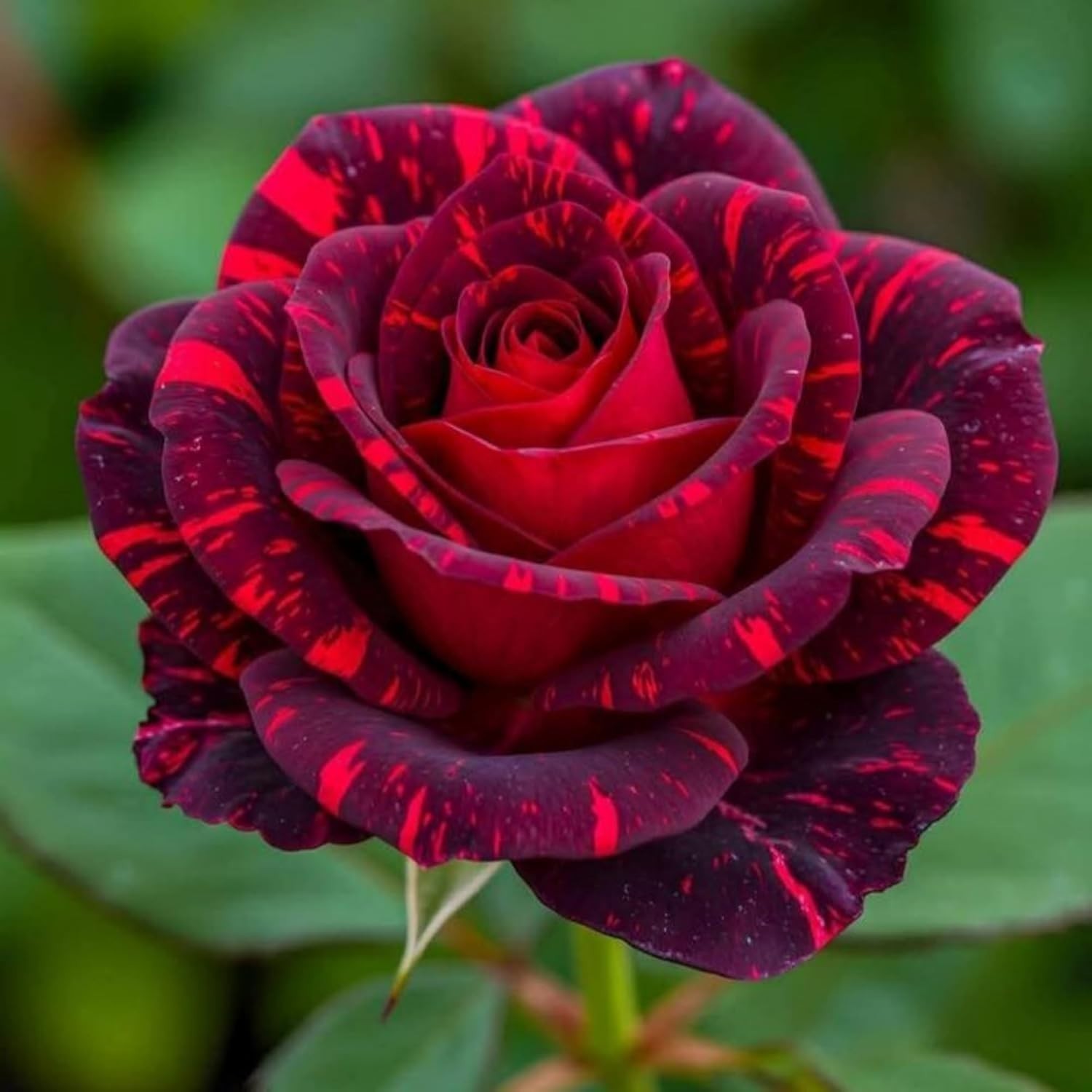 Heirloom Mixed Rare Rose Seeds: 300+ Attractive Non-GMO Flowers for Pollinators