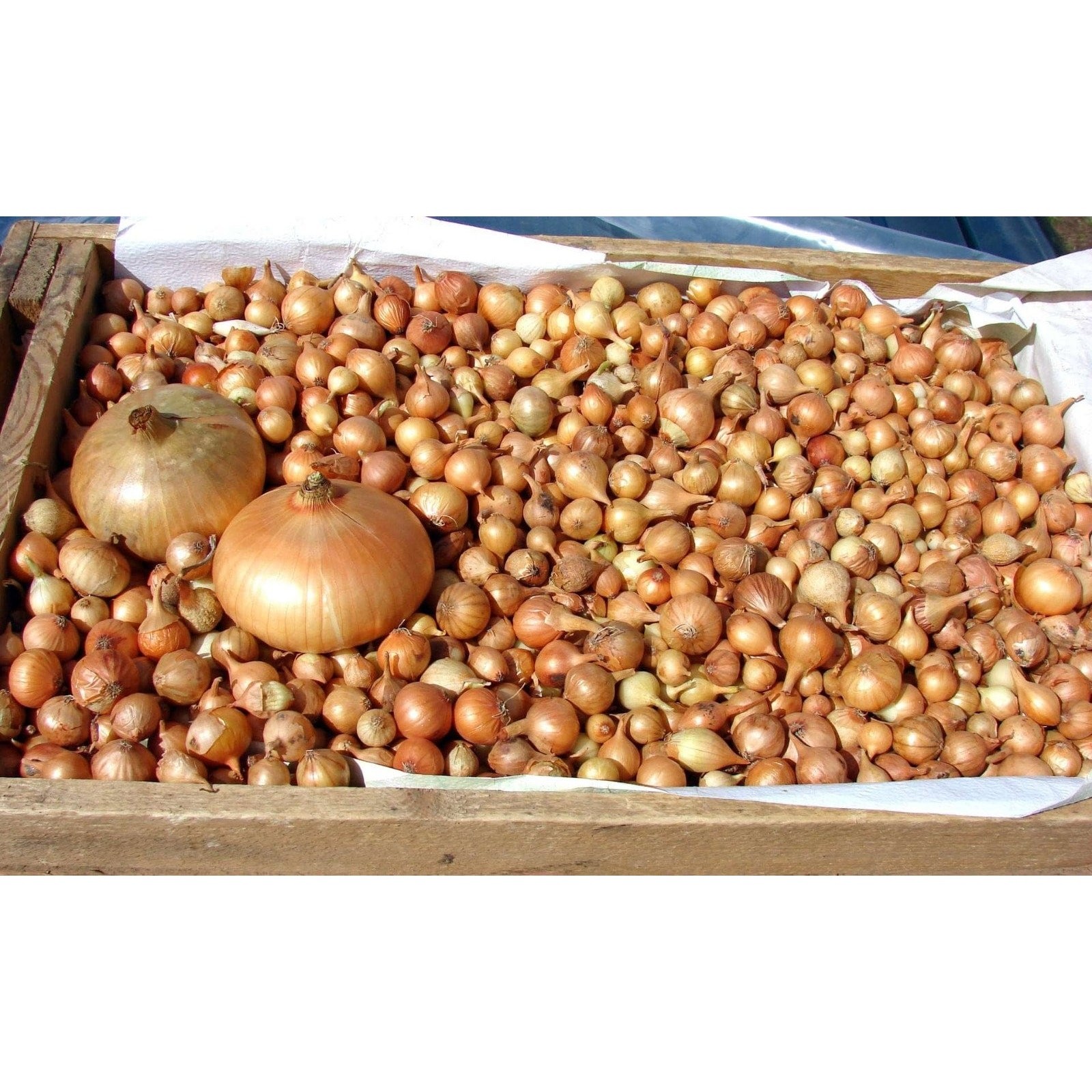 Yellow Stuttgarter Onion Set Bulbs Organic Non GMO Garden Vegetable – 1 lb