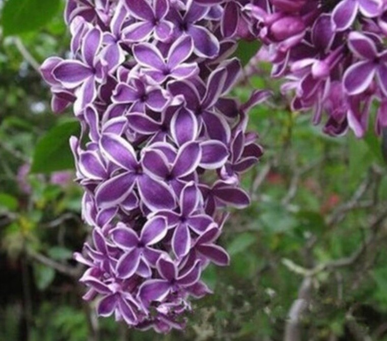(10) LILAC SEEDS perennial flower rare exotic garden bed plant USA SELLER TRACK