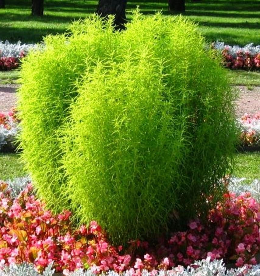 500+ Seeds Summer Cypress Burning Bush Kochia – Flower Multicolor