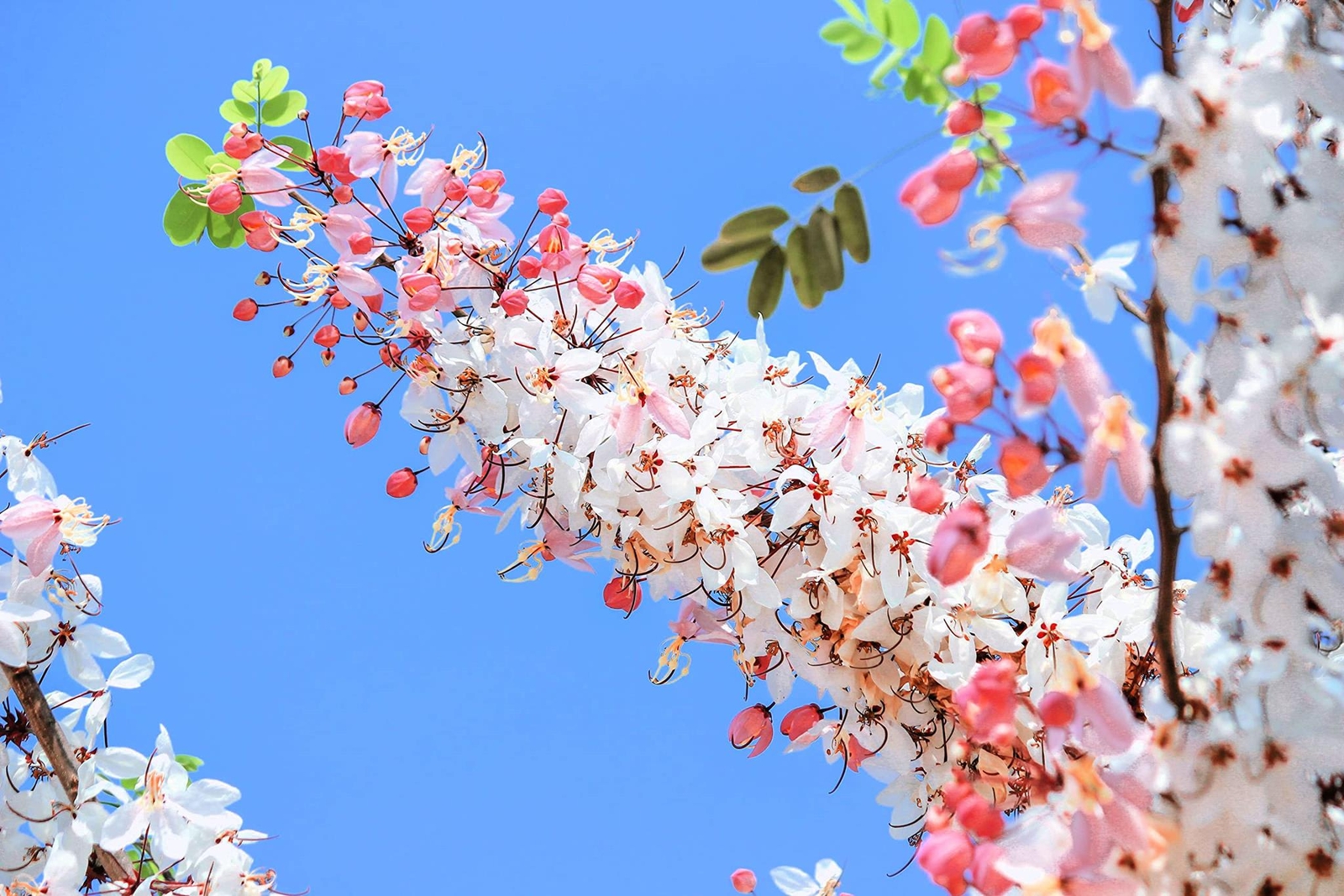 Pink Shower Tree Seeds for Planting (10 Seeds) – Cassia grandis