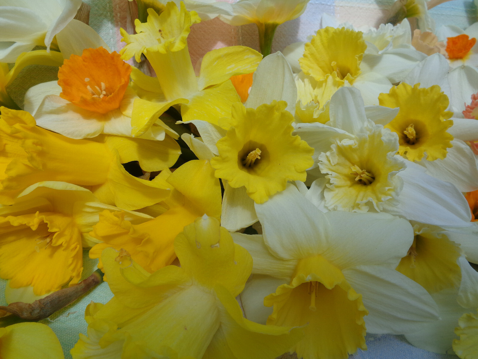 200 fresh DAFFODIL SEEDS Narcissus Jonquils *Must Plant in Summer or Fall *READ