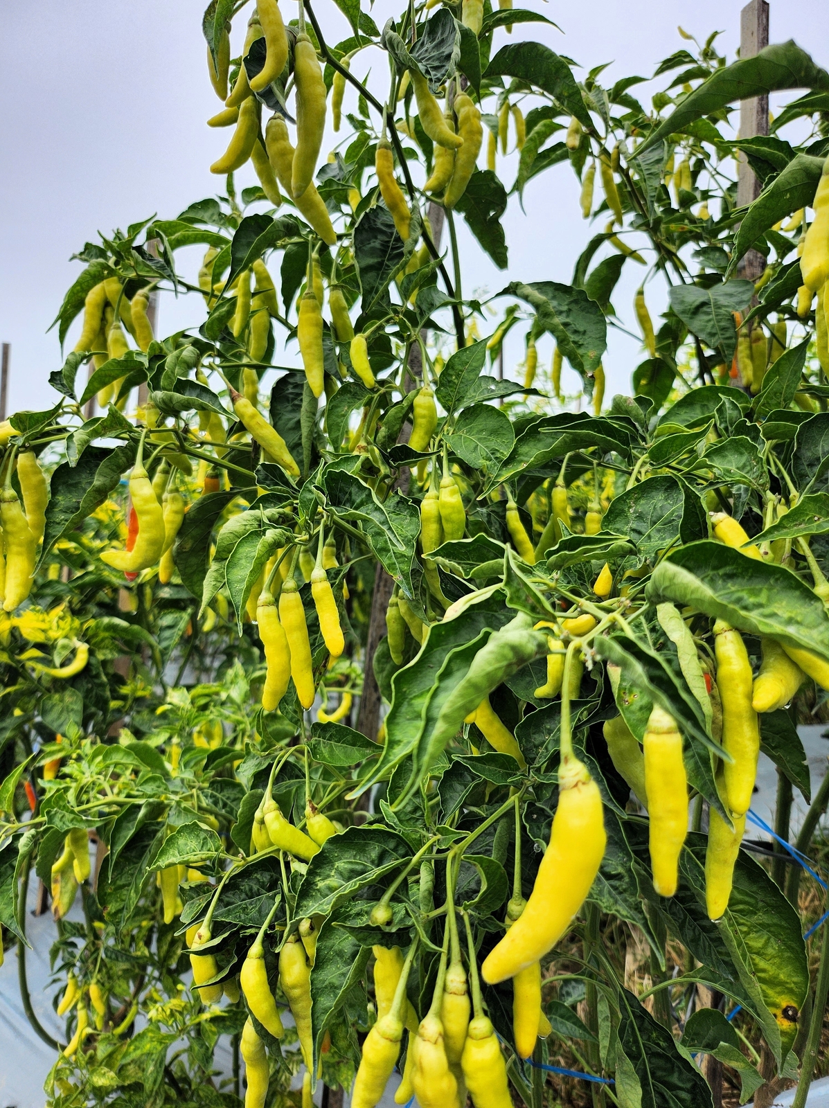 50 GOLDEN CAYENNE PEPPER Yellow Capsicum Annuum Vegetable Seeds