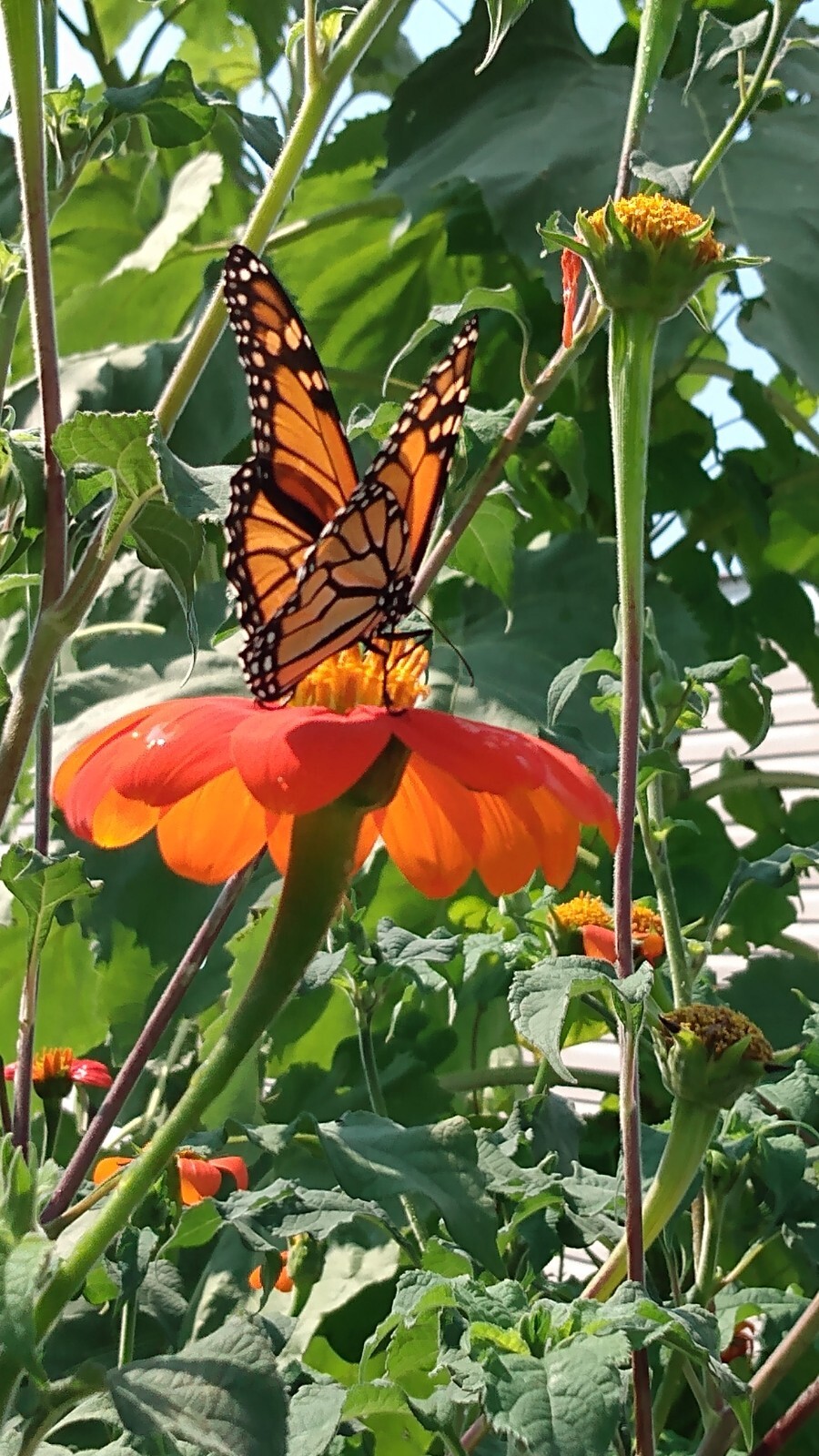 Orange Tithonia Torch Seeds 50 ct. Monarchh Buttefly Favorite! Fresh stock!