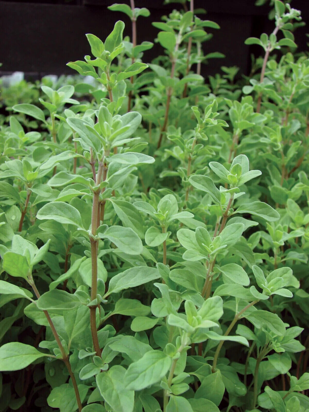 المردقوش Marjoram HerbوWinter Marjoram, Herb, NON-GMO 4 OZ