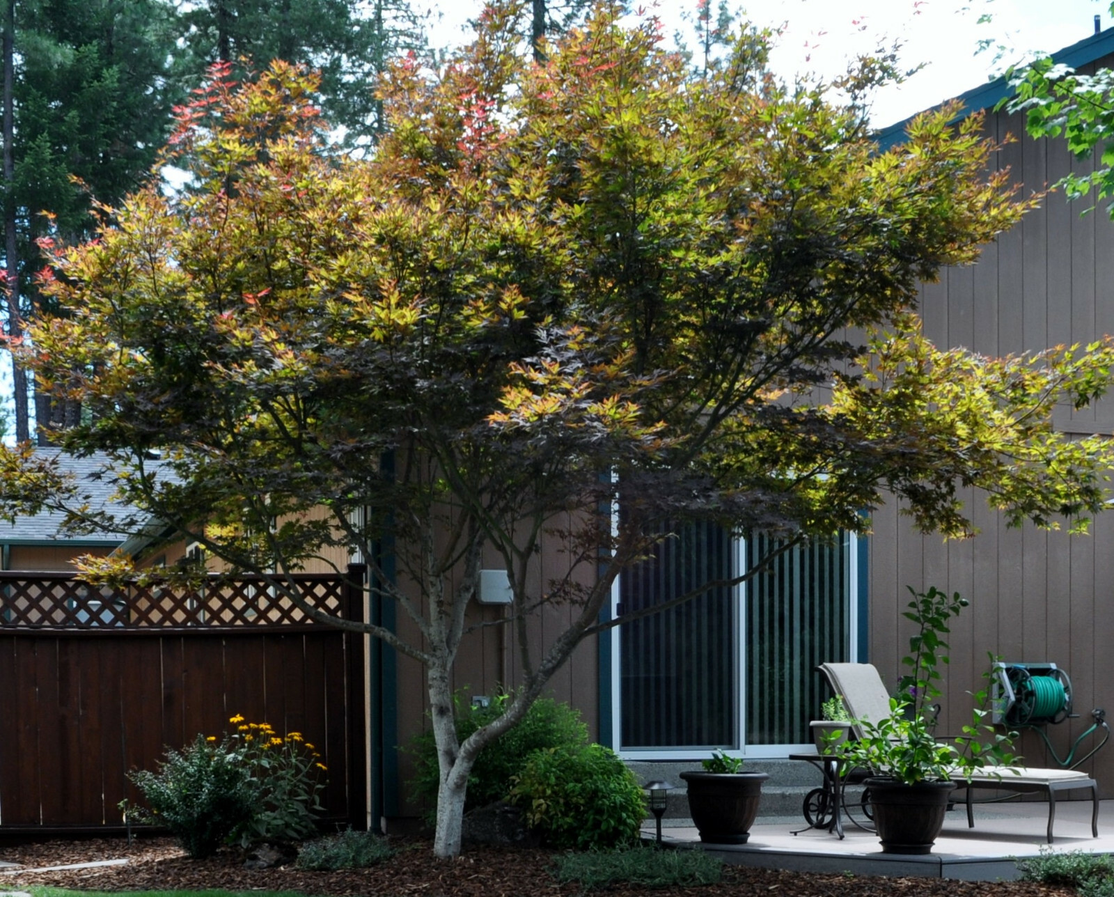 Acer Palmatum Japanese Maple Tree Seeds 30 Seeds